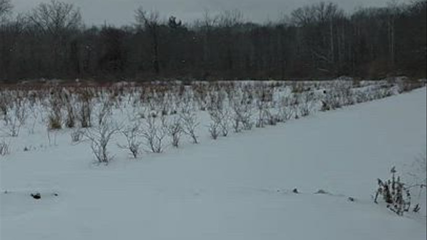 The Farm