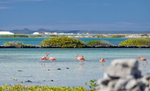 bonaire flamingos