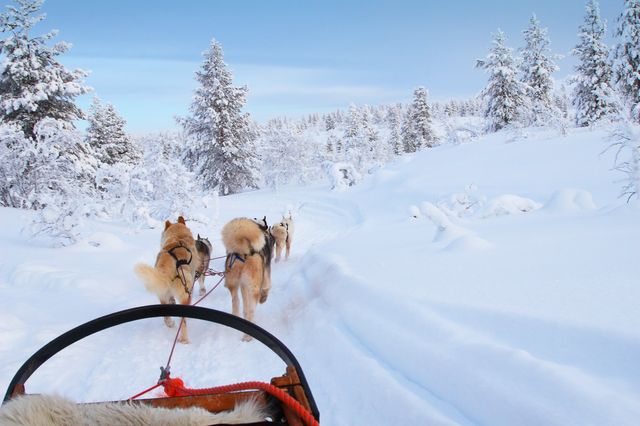 dog sled in lapland finland