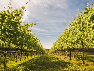 7 Stunning Santa Barbara Vineyard & Winery Wedding Venues
