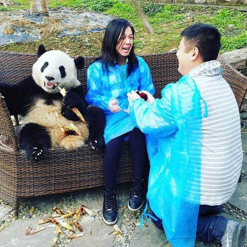 proposal with panda bear in China