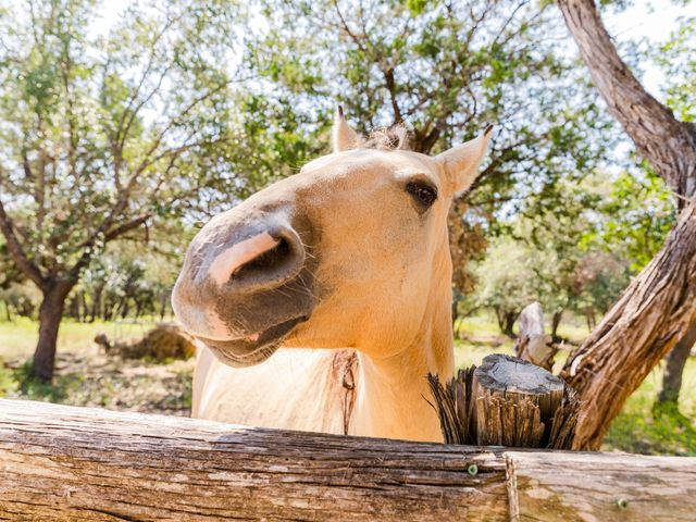 Tyson and Vicky&apos;s Wedding in Dripping Springs, Texas 4