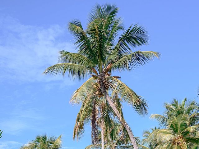 Francis and Julie&apos;s Wedding in Islamorada, Florida 77