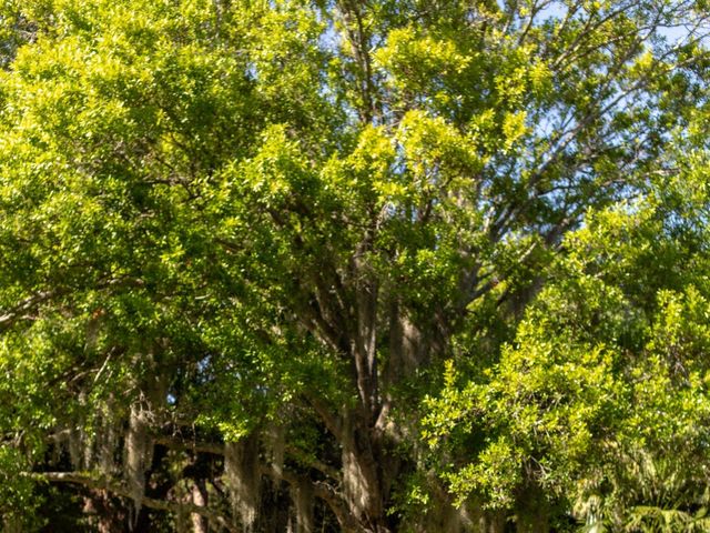 Esteban and Maya&apos;s Wedding in Fort Pierce, Florida 6