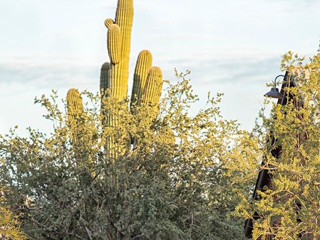 Steve and Ashley&apos;s Wedding in Scottsdale, Arizona 56