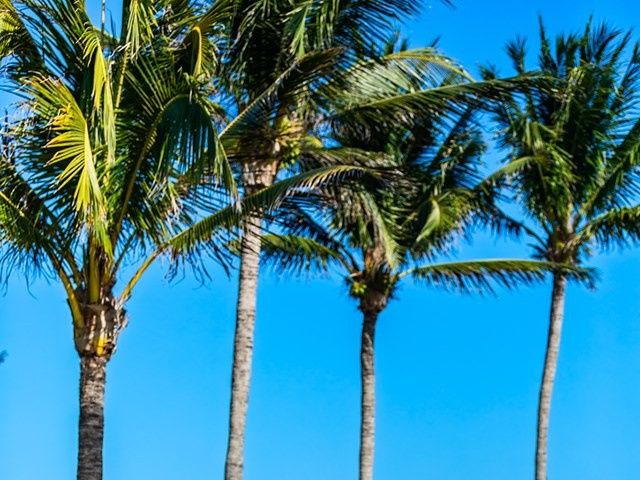 Clayton White and Brittney White&apos;s Wedding in Cancun, Mexico 9