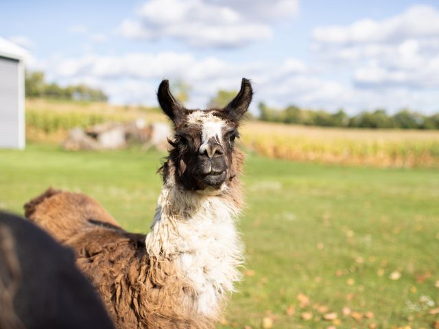 Kyle and Delaney&apos;s Wedding in Lomira, Wisconsin 24