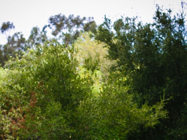 Brooke and Eric's wedding in California 3