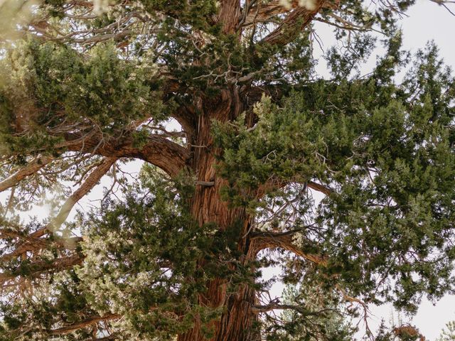 Alexis and Preston's Wedding in South Lake Tahoe, California 81