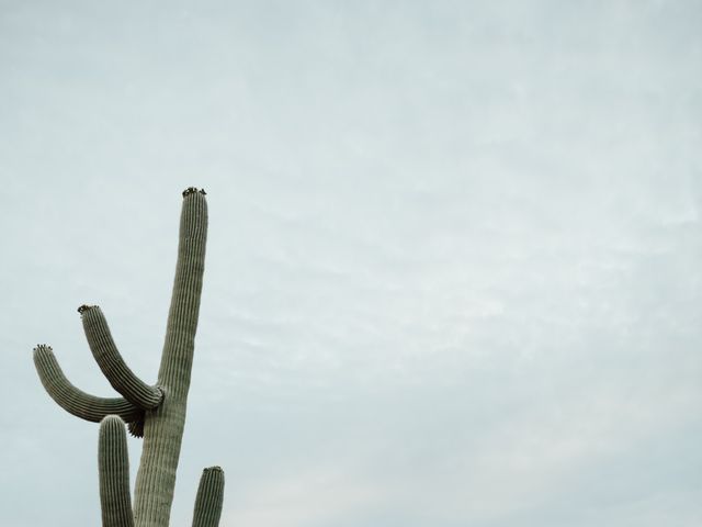 Mark and Gia&apos;s Wedding in Scottsdale, Arizona 25