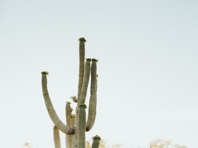 Mark and Gia&apos;s Wedding in Scottsdale, Arizona 33