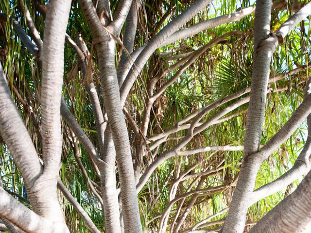 Shannon and Neelesh&apos;s Wedding in Kapolei, Hawaii 26