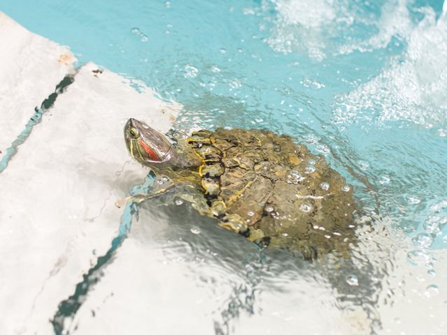 Stephen and Yailin&apos;s Wedding in Key West, Florida 24