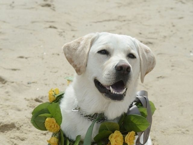 Nicole and Michael&apos;s Wedding in South Wellfleet, Massachusetts 2