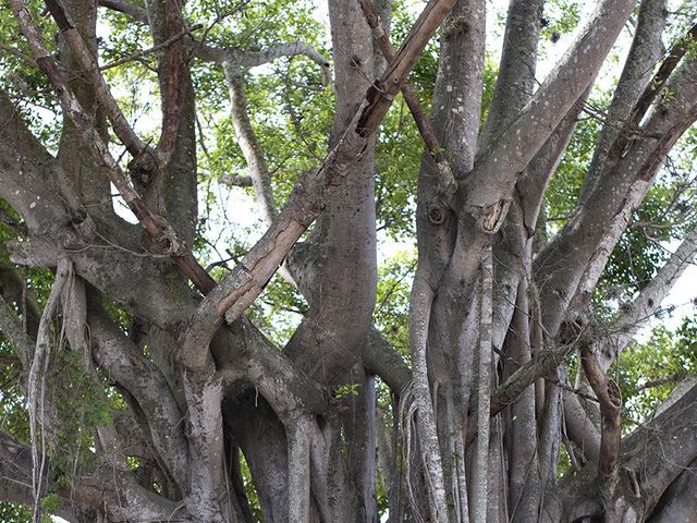 Tiffany and Tui&apos;s Wedding in Fort Myers, Florida 8