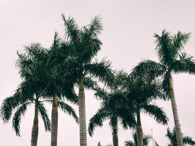 Lauren and Nick&apos;s Wedding in Key Largo, Florida 2