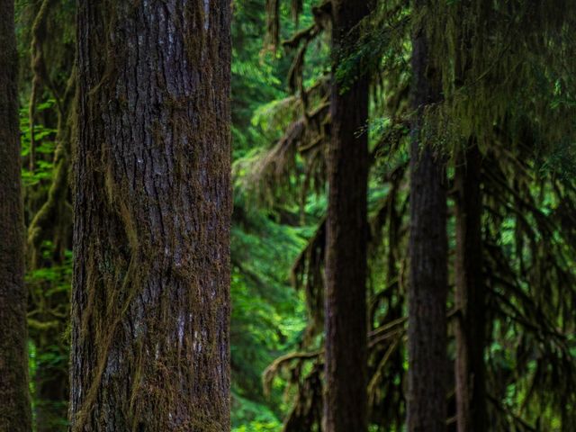 Sean and Joie&apos;s Wedding in Silverton, Oregon 5