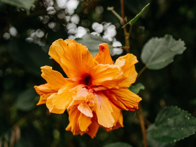 Brandon and Trisha's Wedding in Sarchi, Costa Rica 4
