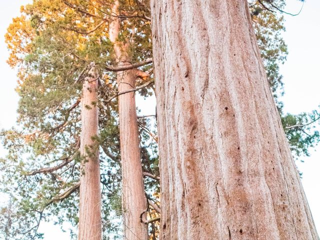 Wesley and Victoria&apos;s Wedding in Sequoia National Park, California 3