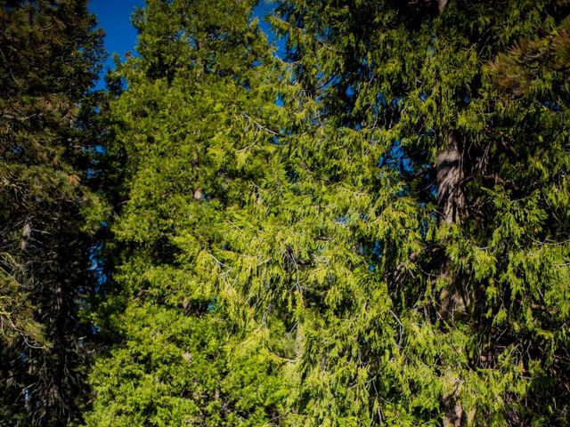 Wesley and Victoria&apos;s Wedding in Sequoia National Park, California 15