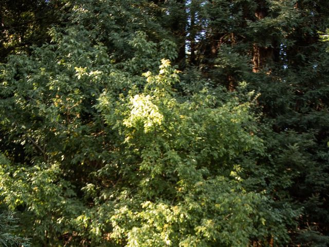 Toby and Brittany&apos;s Wedding in Guerneville, California 27