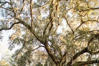 Joyelan Photography - 9