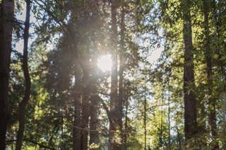 Chasing Chickadees Photography - 29