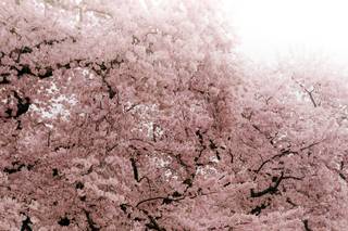 Oxy Sakagami Photography LLC - 7