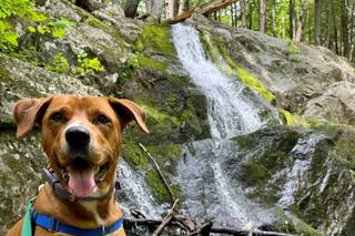 Harriet’s Hounds: Dog Walking & Pet Sitting - 5