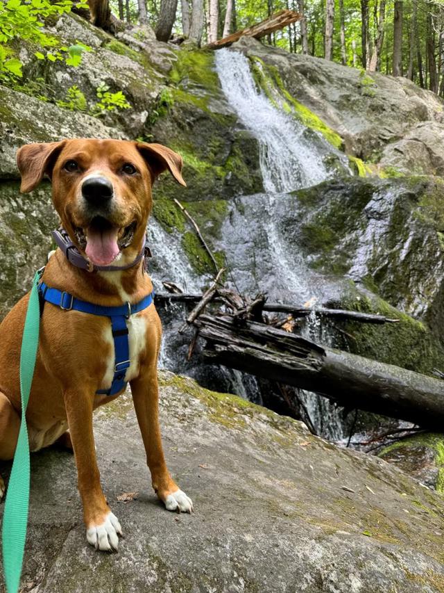 Harriet’s Hounds: Dog Walking & Pet Sitting - 1