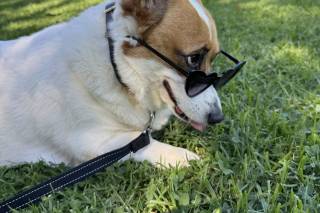 I Dog Too - Wedding Pet Attendant - 21
