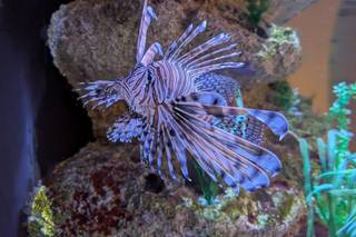 Gulfarium Marine Adventure Park - 18