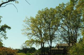 Black Walnut Farm - 12