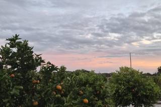 Ever After Farms Citrus - 5