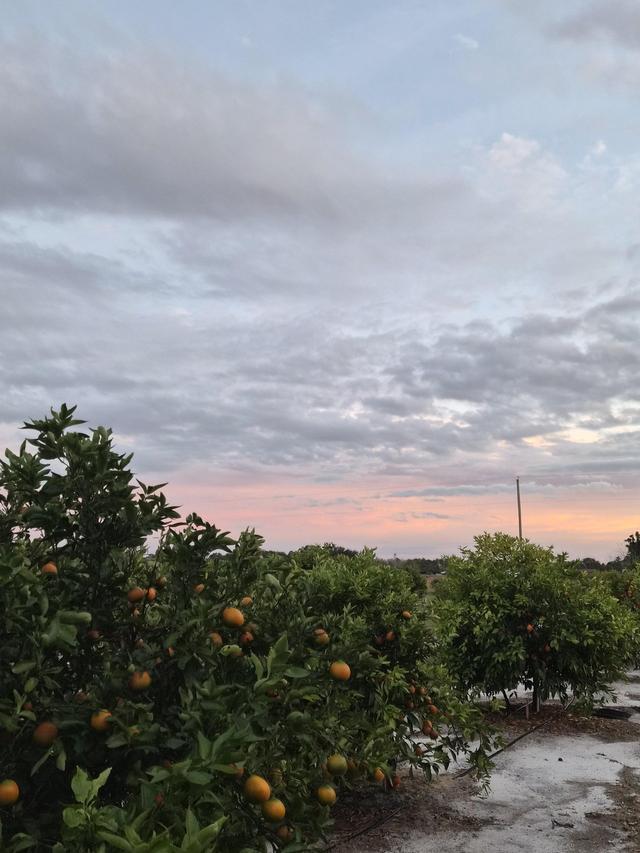 Ever After Farms Citrus - 2