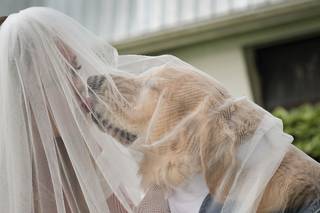 Pamela Harvey Photography - 5