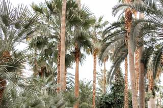 Flamingo Las Vegas Wedding Garden Chapel - 14