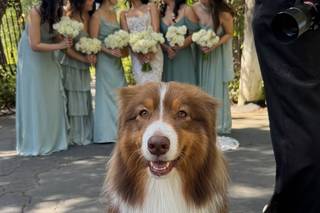 I Dog Too - Wedding Pet Attendant - 13