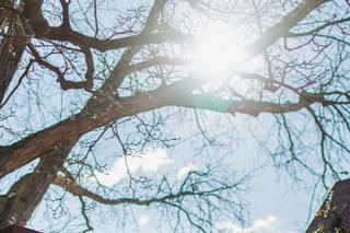 Blooming Branch Photography - 8