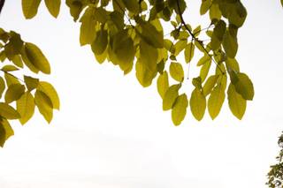 Encanto Weddings + Events - 5