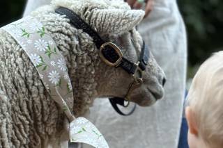 Wooly Green Grazers, LLC - 9