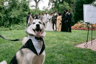 Happy Bark & Tails - 14