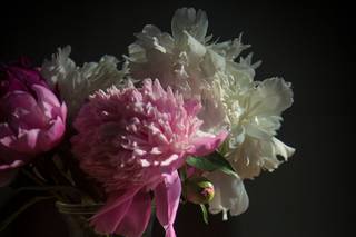 Paperwhites Invitations - 24