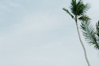 Wedding Mansion in the Tropics - 9