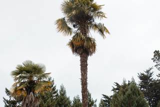 The Sesnon House at Cabrillo College - 7