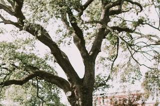 Southern Belle Events - 8