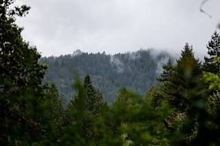 Amphitheater of the Redwoods at Pema Osel Ling - 6