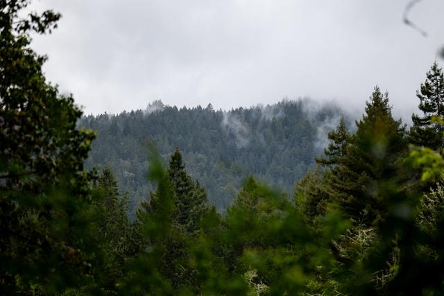 Amphitheater of the Redwoods at Pema Osel Ling - 1