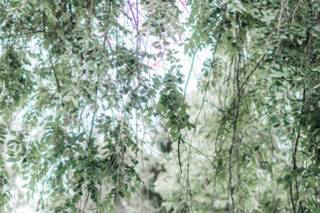 Catherine Lea Photography - 40