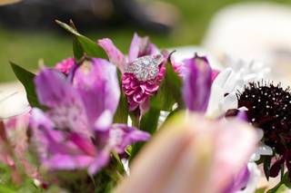 Chelsey Joy Photography - 6